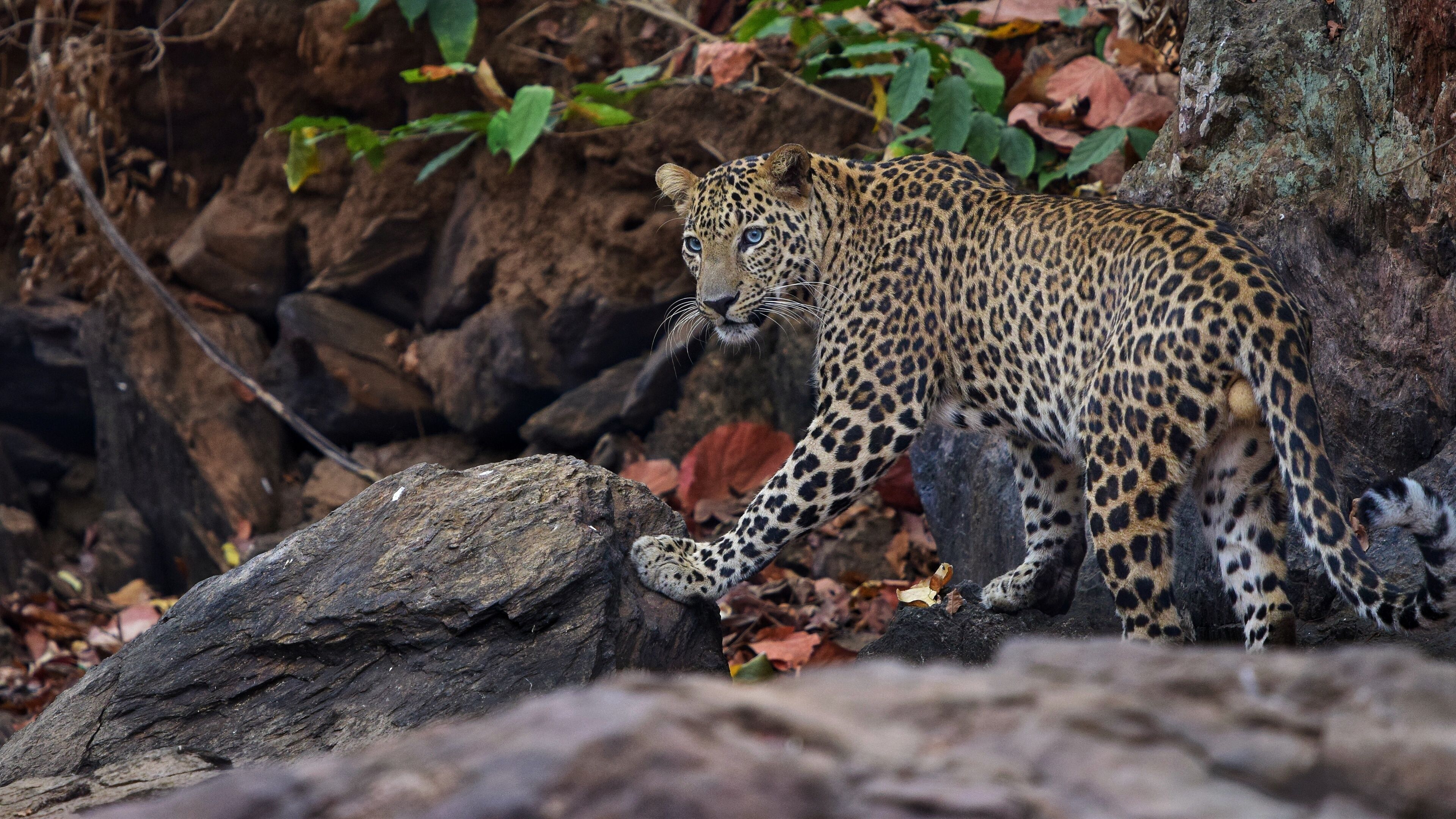 A leopard walking on a rocky terrain with trees and foliage in the background.