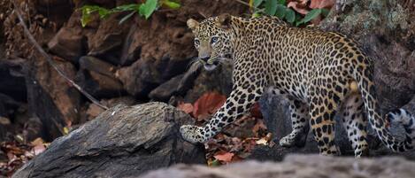 A leopard walking on a rocky terrain with trees and foliage in the background.