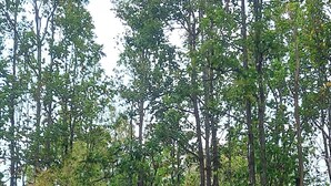 A rustic stone bridge with an arched design, surrounded by dense greenery and tall trees. - Saccharum Safari Lodge (Baihar)