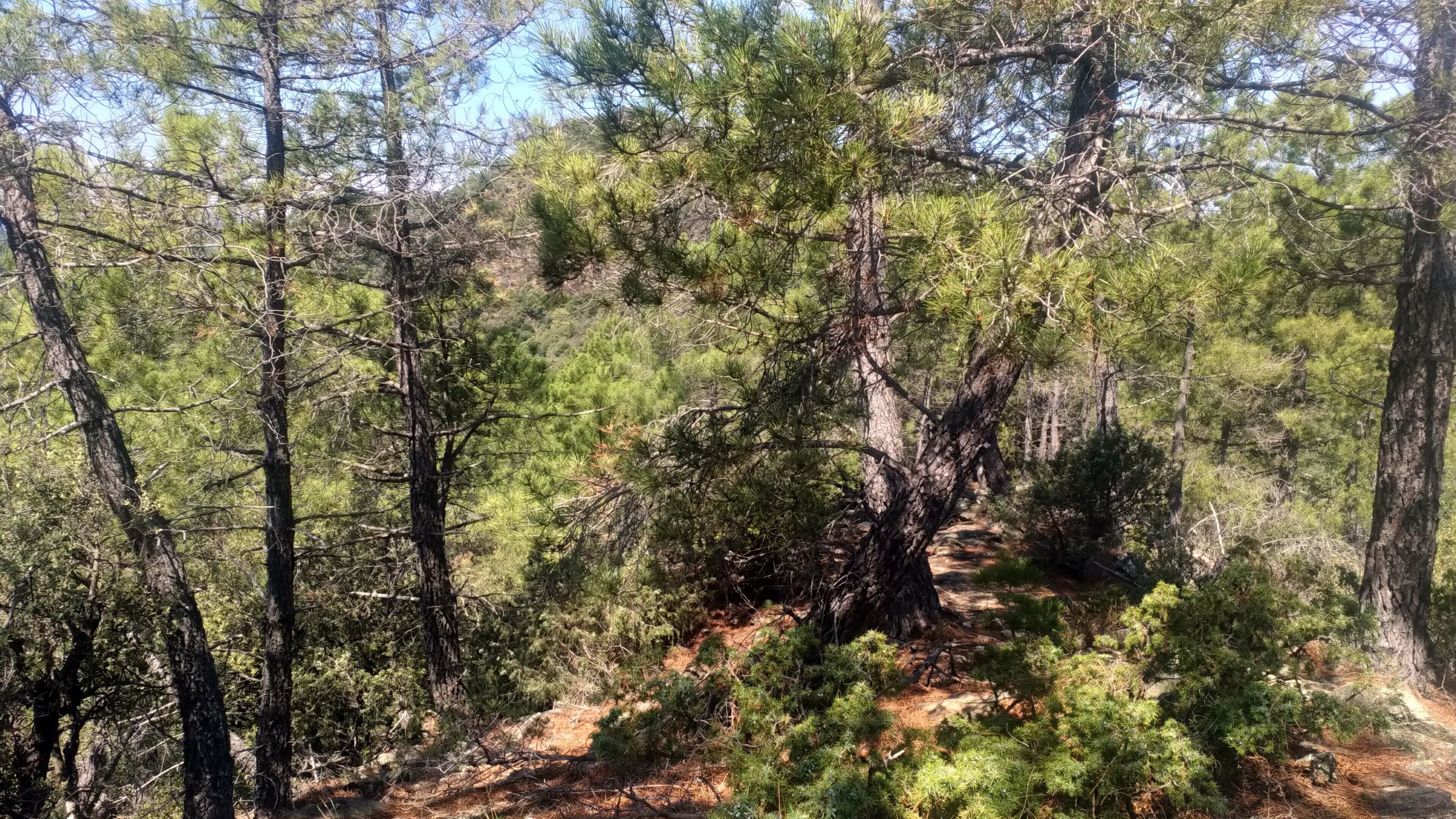 Un bosque tupido con altos pinos y un sendero de tierra.