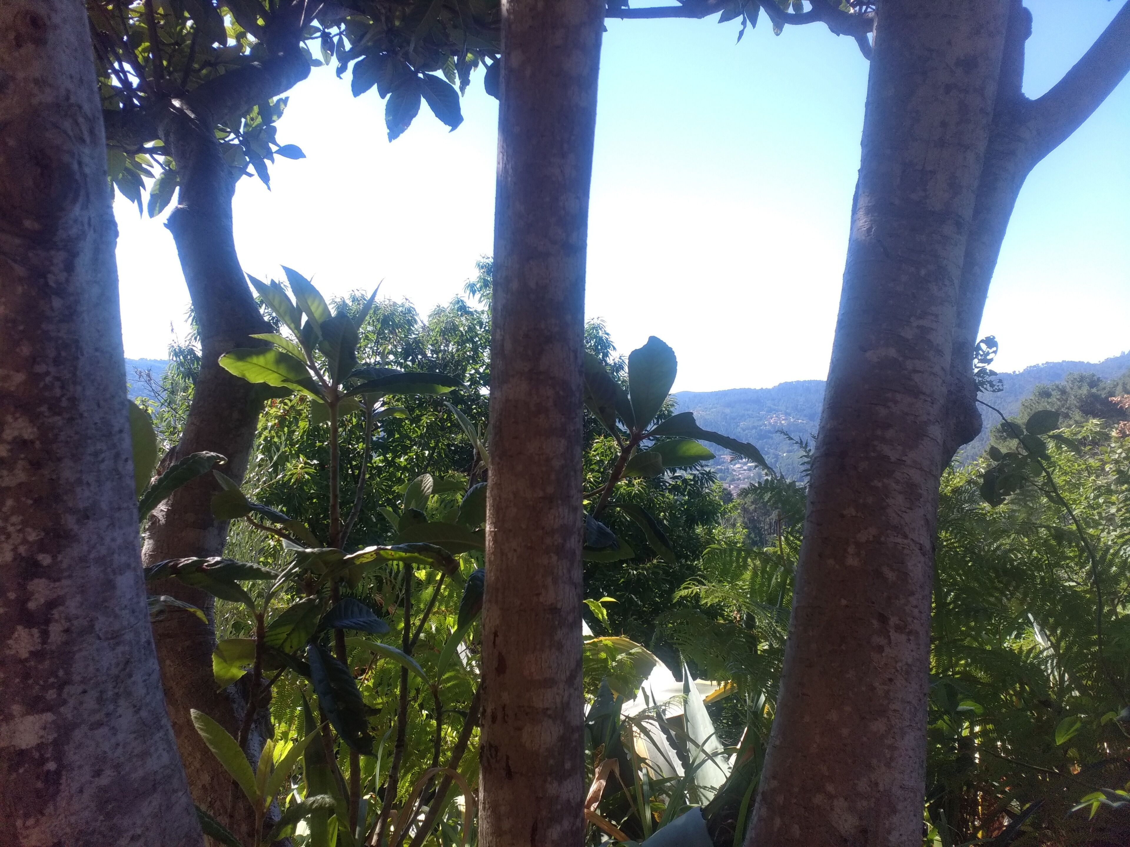 Vista a través de ramas de árboles, con un paisaje lejano y colinas.