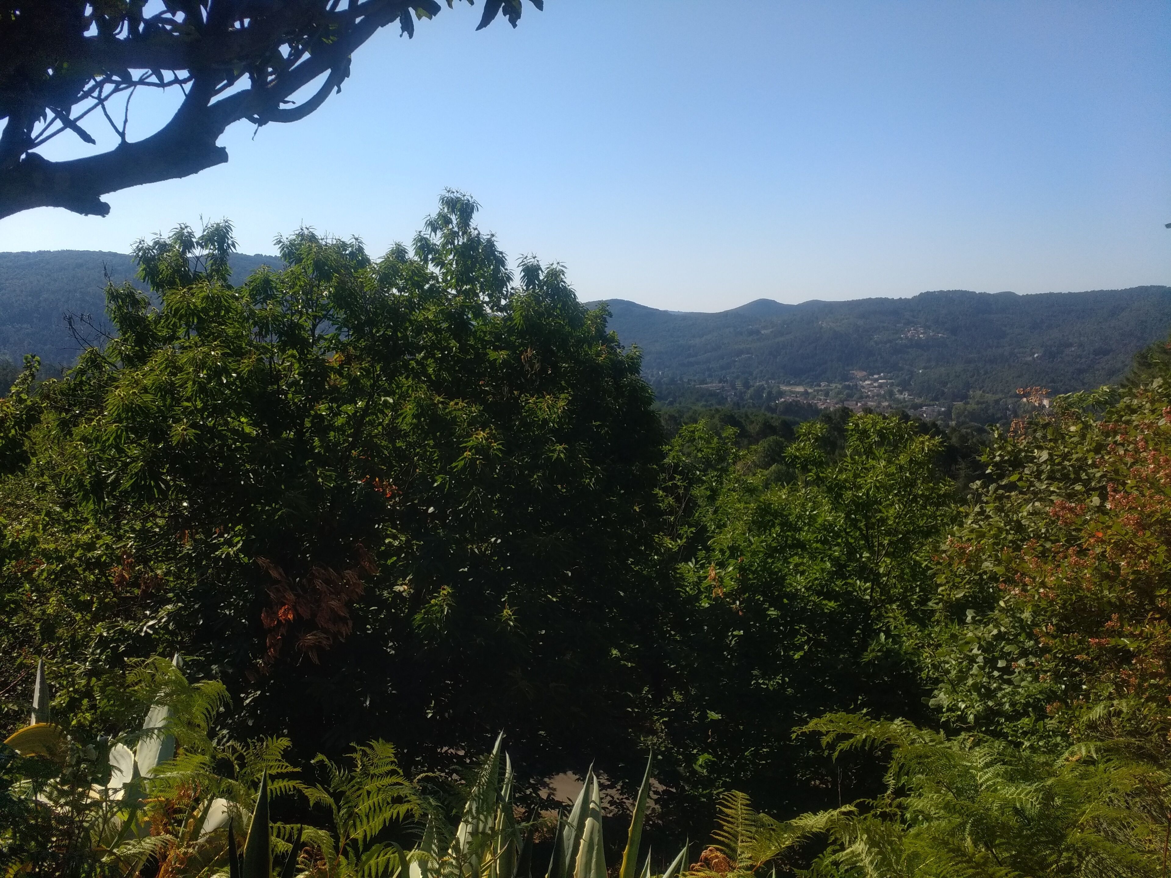 A lush, green landscape with dense foliage and a distant view of a valley.