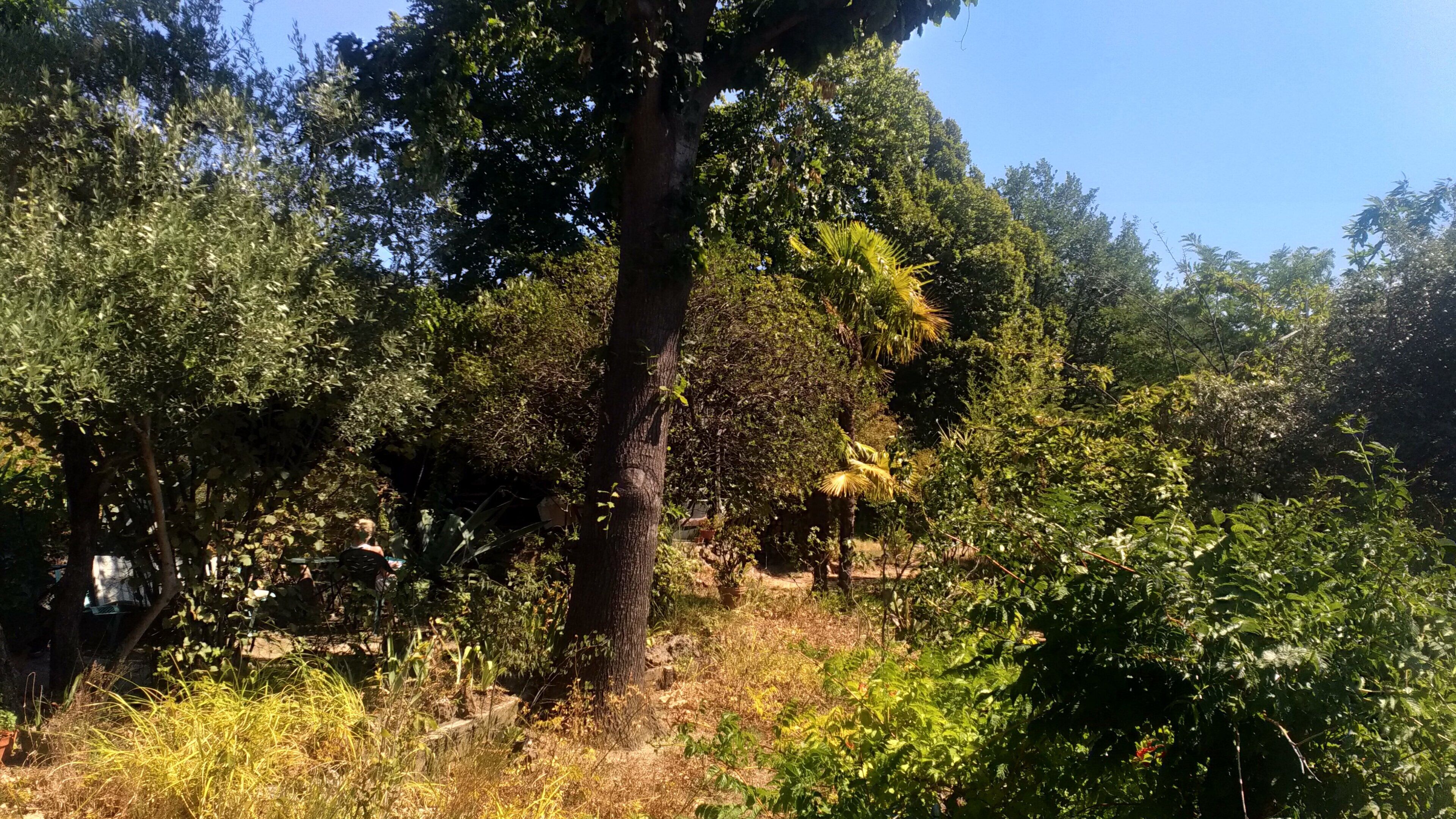 A dense forest with a variety of trees and undergrowth.