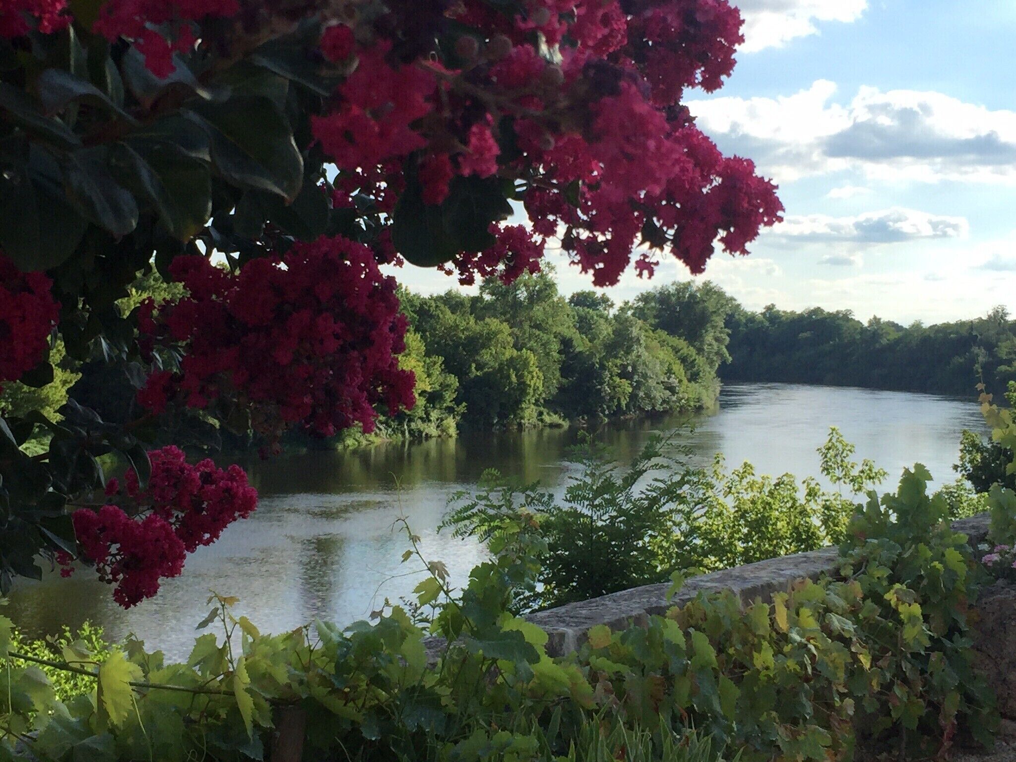 Een rivier met weelderige begroeiing en rode bloemen op de voorgrond.
