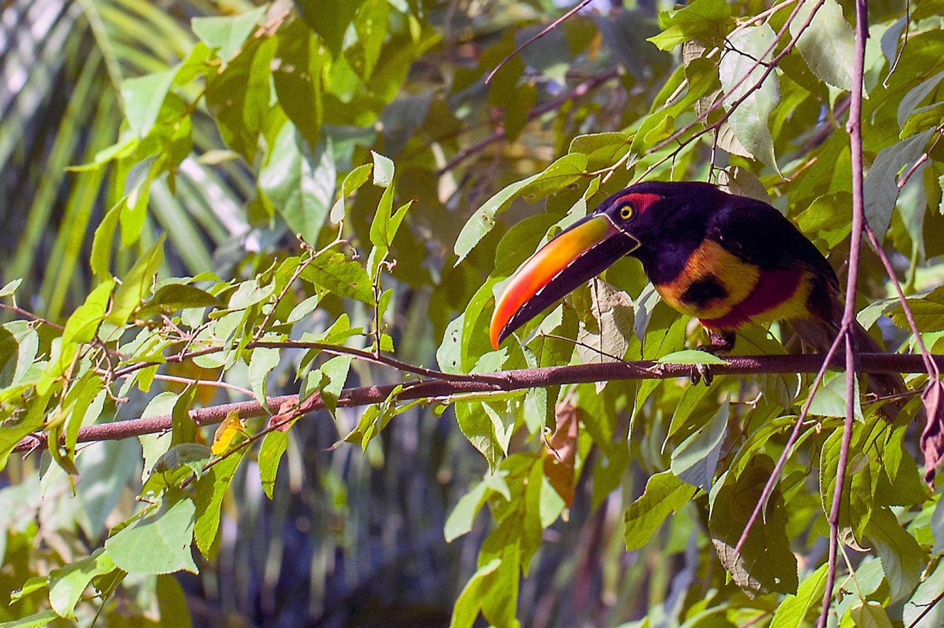 A toucan perched on a branch surrounded by green leaves.