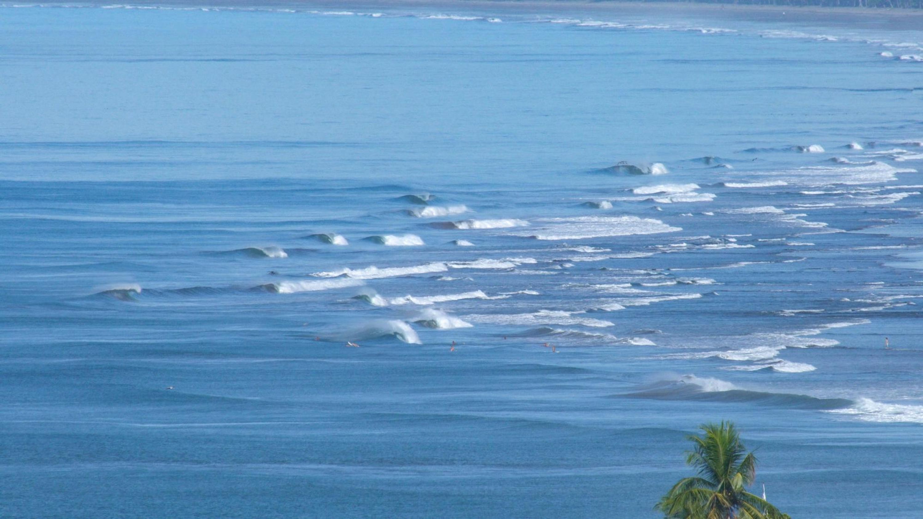 A coastal view with waves and a palm tree.