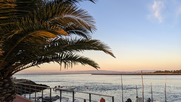 Un puerto deportivo con barcos amarrados, una palmera y una masa de agua tranquila bajo un cielo despejado.