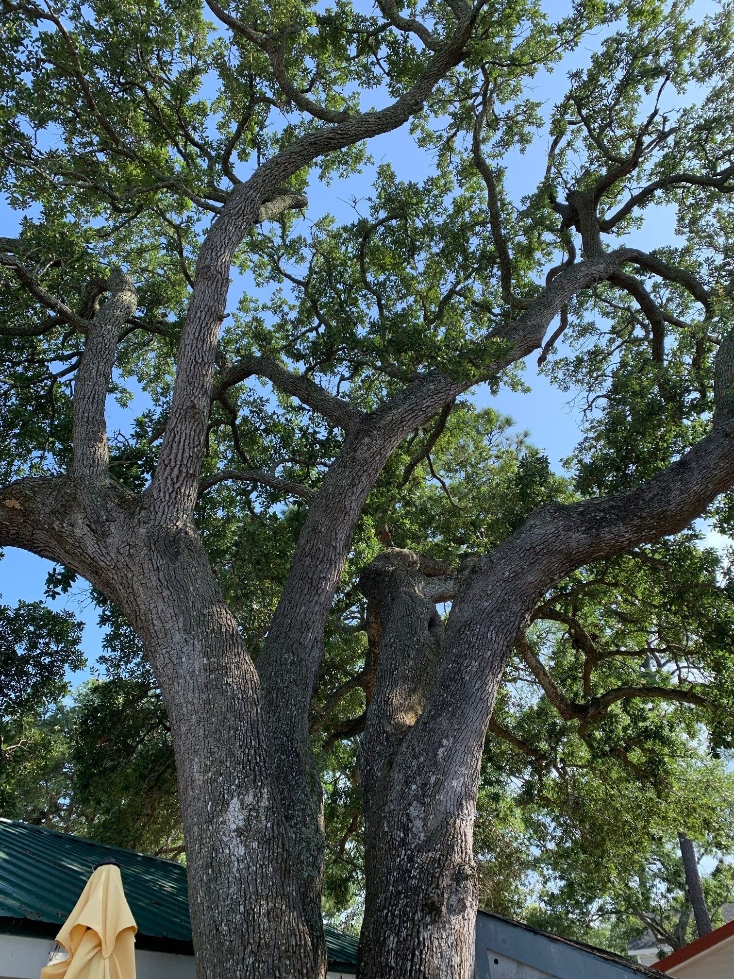 Cozy 2/1 tucked under grand Oak tree in quiet N section