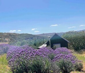 Exterior - Moonrise Cottage at Buena Terra Lavender Farm (Valley Center)