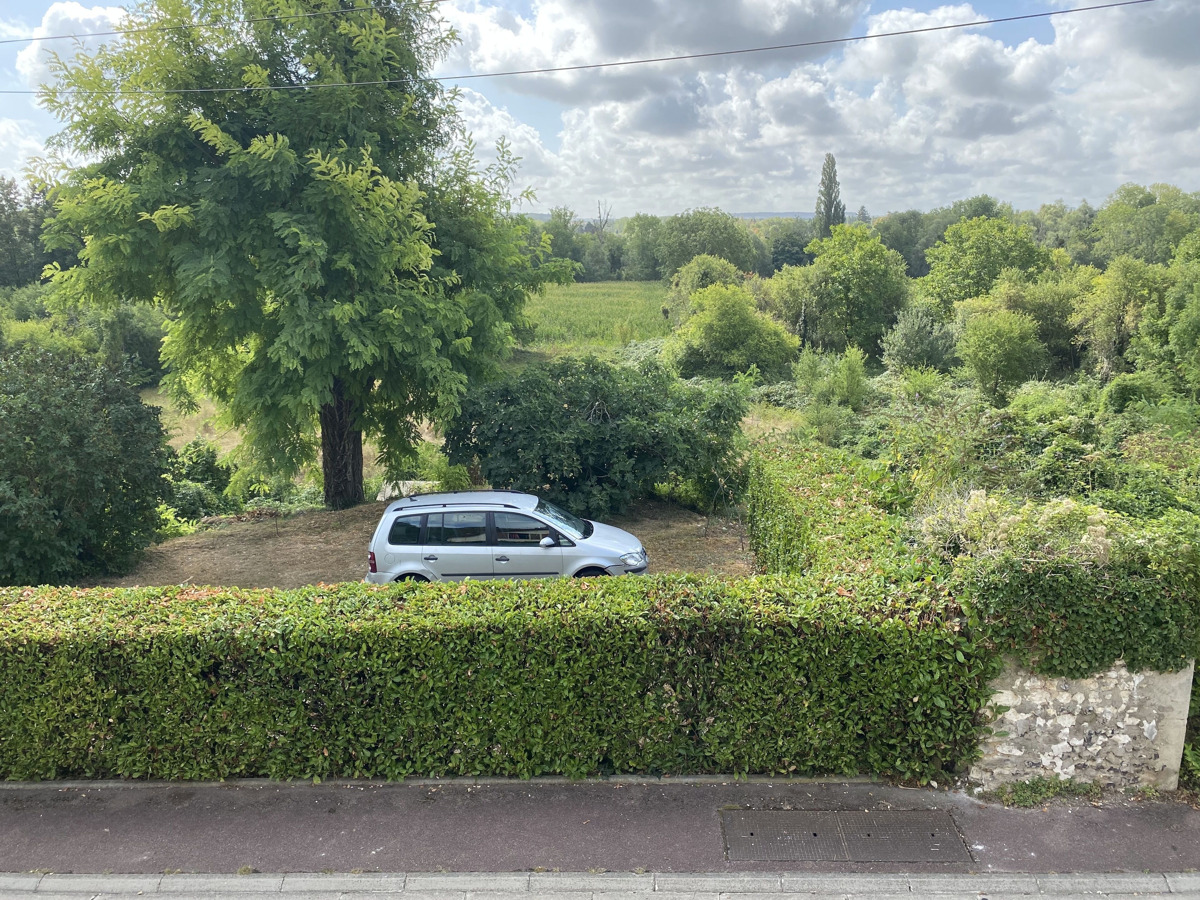 Un coche blanco estacionado en un área verde exuberante con follaje denso y un seto al frente.
