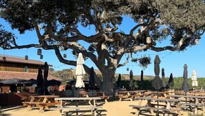 Un árbol grande con comederos para pájaros colgantes, mesas de picnic de madera y barriles en un entorno al aire libre soleado.