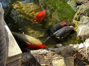 A koi pond with various fish, including red and black ones, surrounded by rocks and plants.