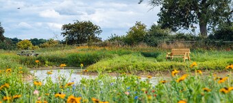 Andrus - Mayflower Meadow