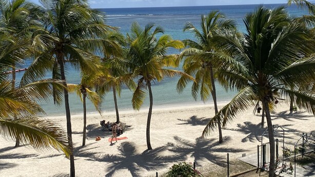 A beach with palm trees, a fence, and a clear view of the ocean.