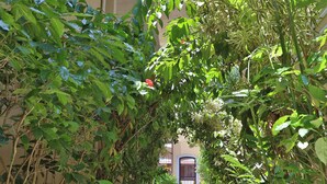 Un sendero estrecho bordeado por abundante vegetación verde que conduce a un edificio con una puerta azul.