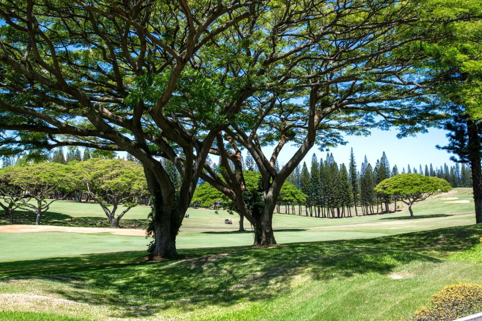 A golf course with mature trees and a clear sky.