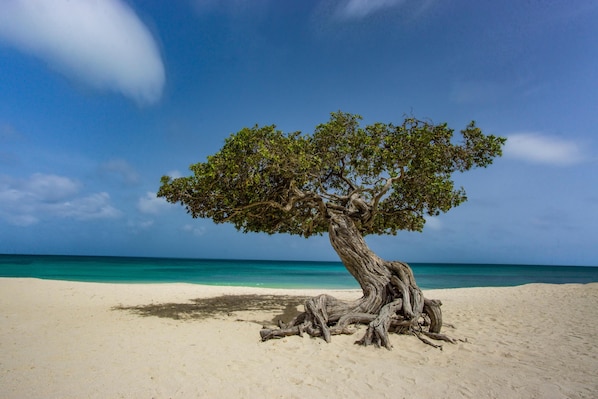 Plage à proximité, chaise longue, serviettes de plage