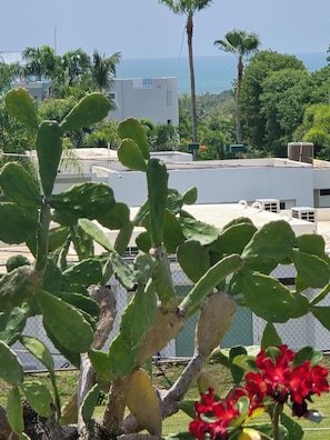 Una planta de cactus con flores rojas en primer plano, una cerca de malla y una vista de un edificio con techo plano y unidades de aire acondicionado al fondo.