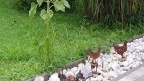 Un jardín con diversas plantas, incluyendo una planta alta de hojas anchas y una flor amarilla. Hay gallinas en el suelo, cerca de las plantas.