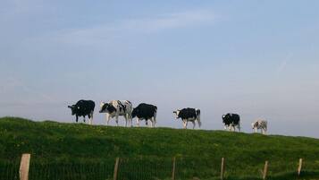 House (Ferienhaus Romantik am Deich) | Exterior