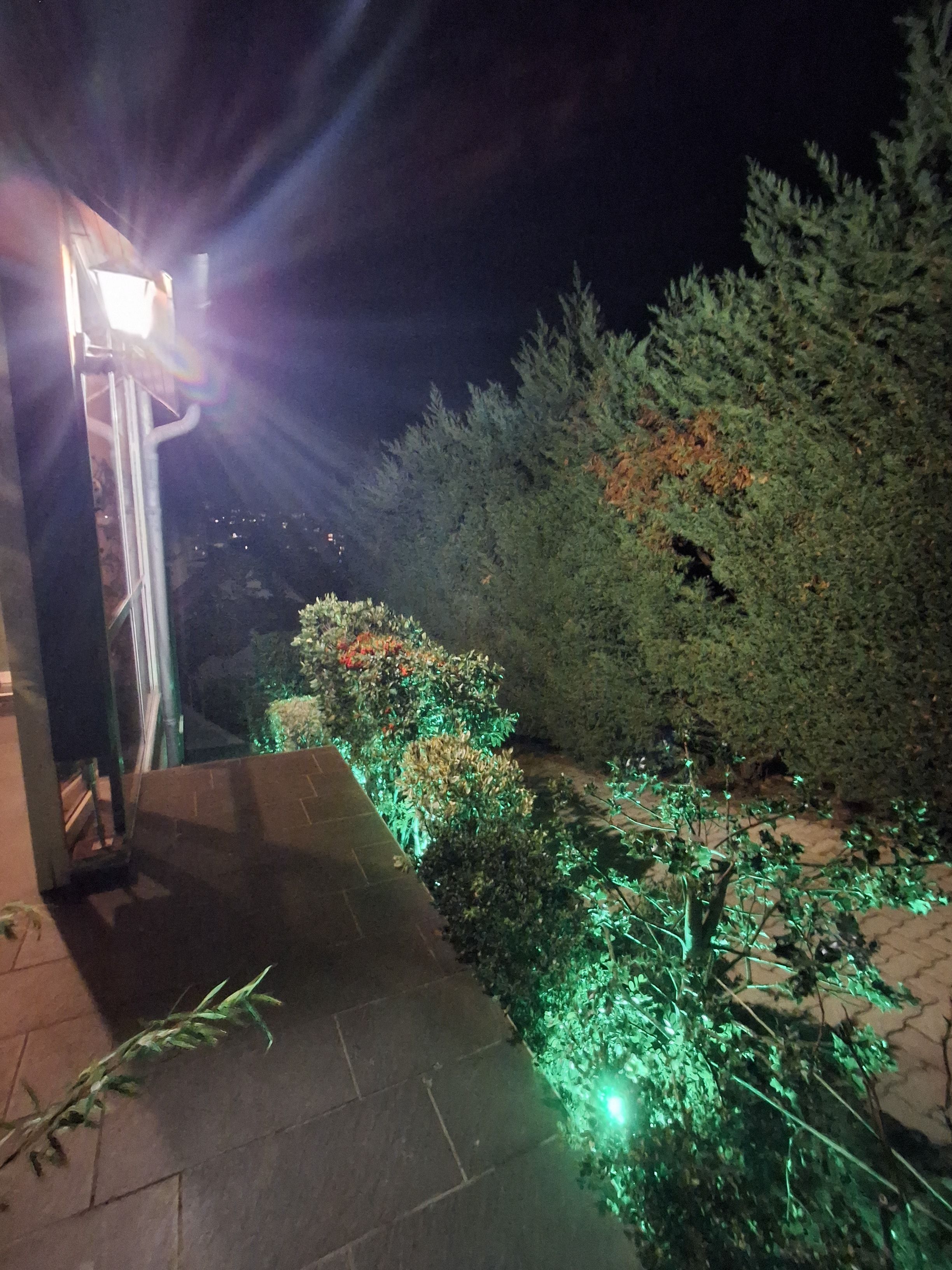 Un espacio exterior iluminado de noche con un sendero, plantas con luz y un árbol grande.