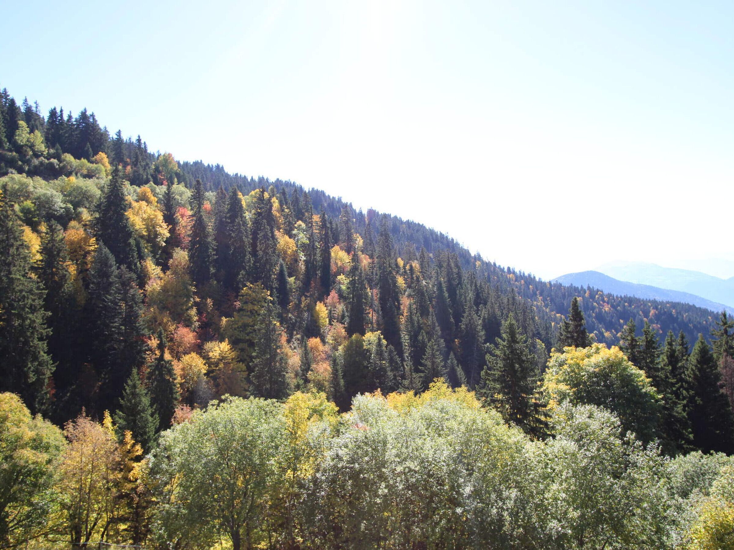 Paisaje montañoso con densos bosques y variedad de árboles en diferentes colores, lo que indica un entorno natural.