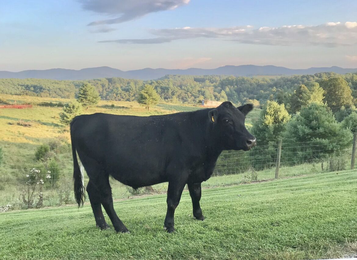 New River Mountain Vacation Home Kayak, Bike, Fly Fish