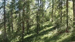 A forested area with tall trees and a sloping terrain. - 300m from ski slopes, 4th floor, view valley, balcony, tv, 22m², Les Orres (Les Orres)