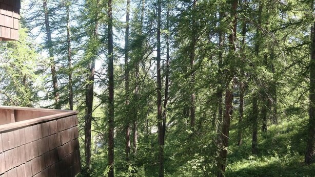 A forested area with tall trees and a wooden structure. - 300m from ski slopes, 4th floor, view valley, balcony, tv, 22m², Les Orres (Les Orres)
