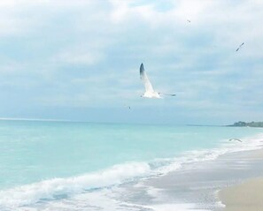 Playa en los alrededores, camastros y toallas de playa 