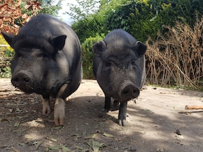 Twee varkens lopen over een onverhard pad, omringd door groen.