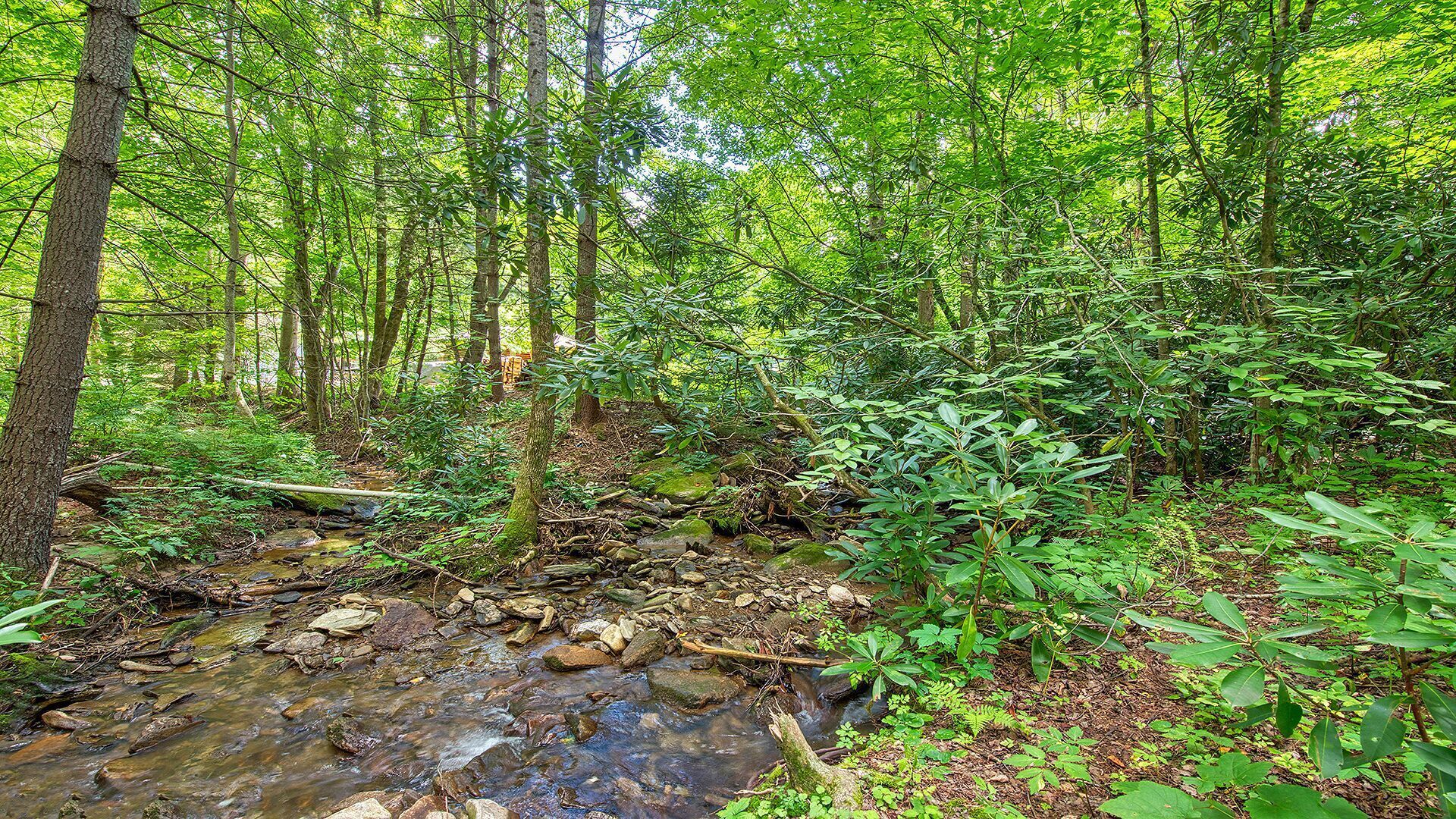 A forested area with a stream, dense vegetation, and a variety of trees.