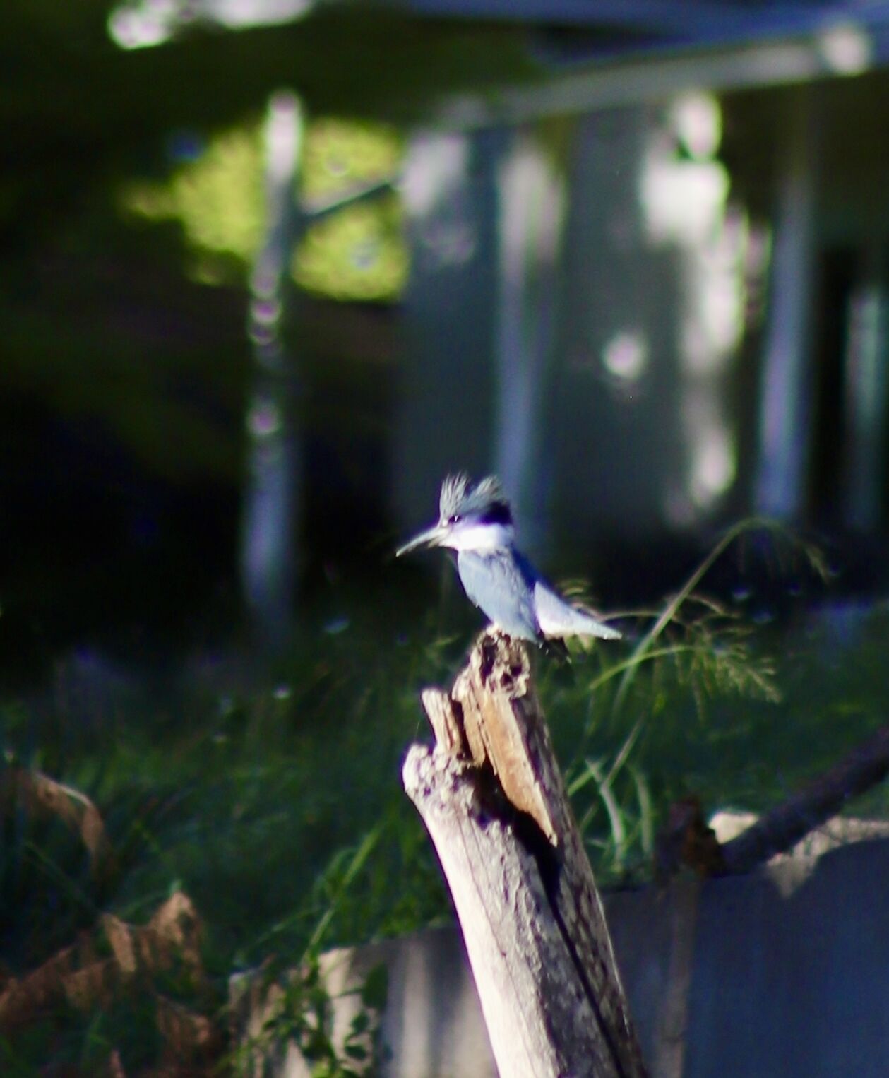 Ein Vogel sitzt auf einem Holzbalken, im Hintergrund verschwommen grüne Vegetation und ein Gebäude.