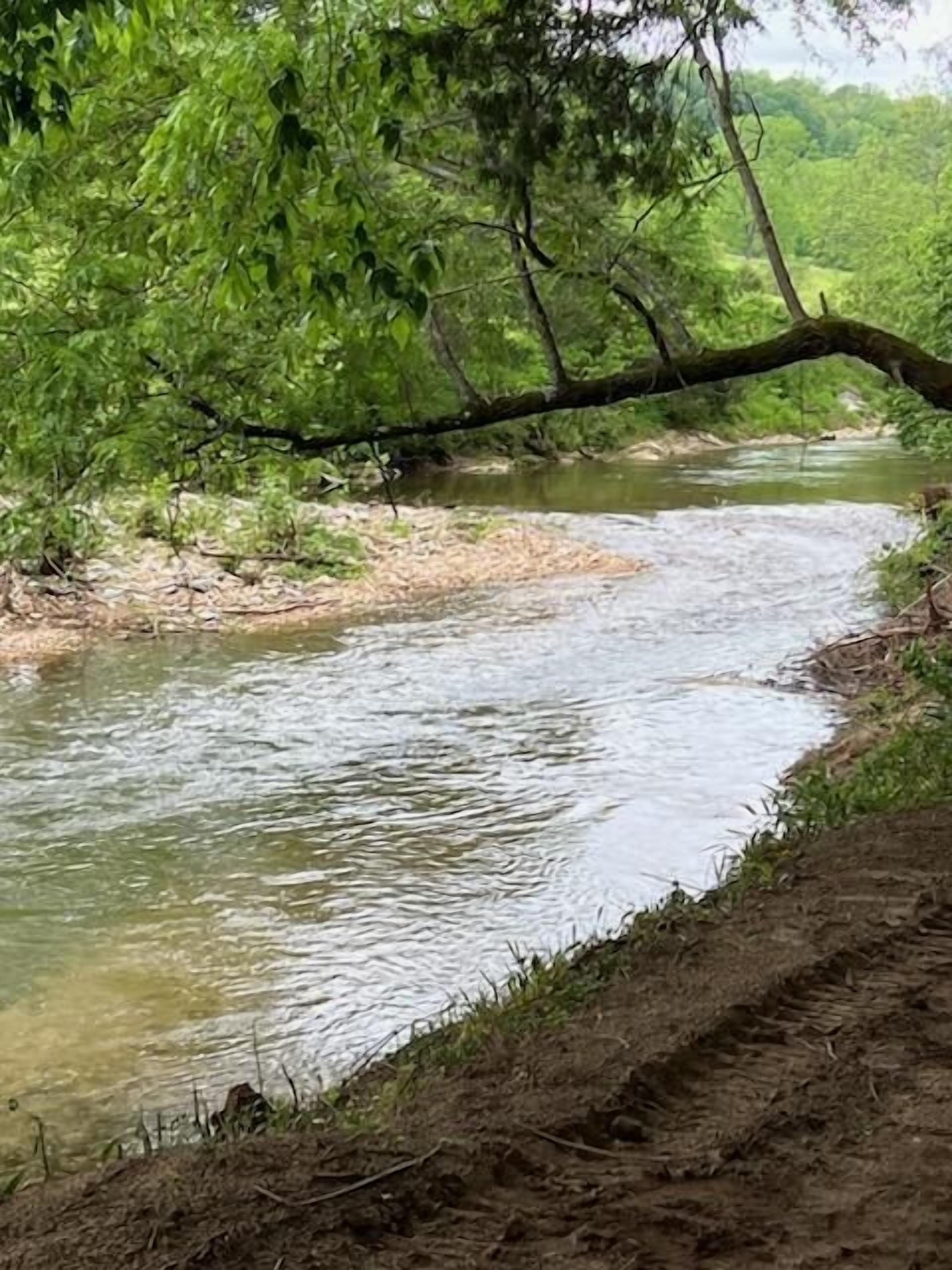 A river flowing through a forested area with a fallen tree overhanging the water.