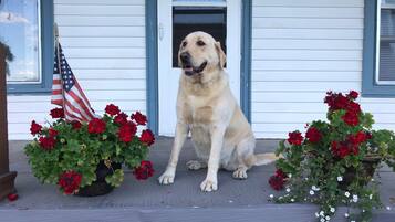 Een hond zit op een veranda, met rode bloemen en een Amerikaanse vlag.