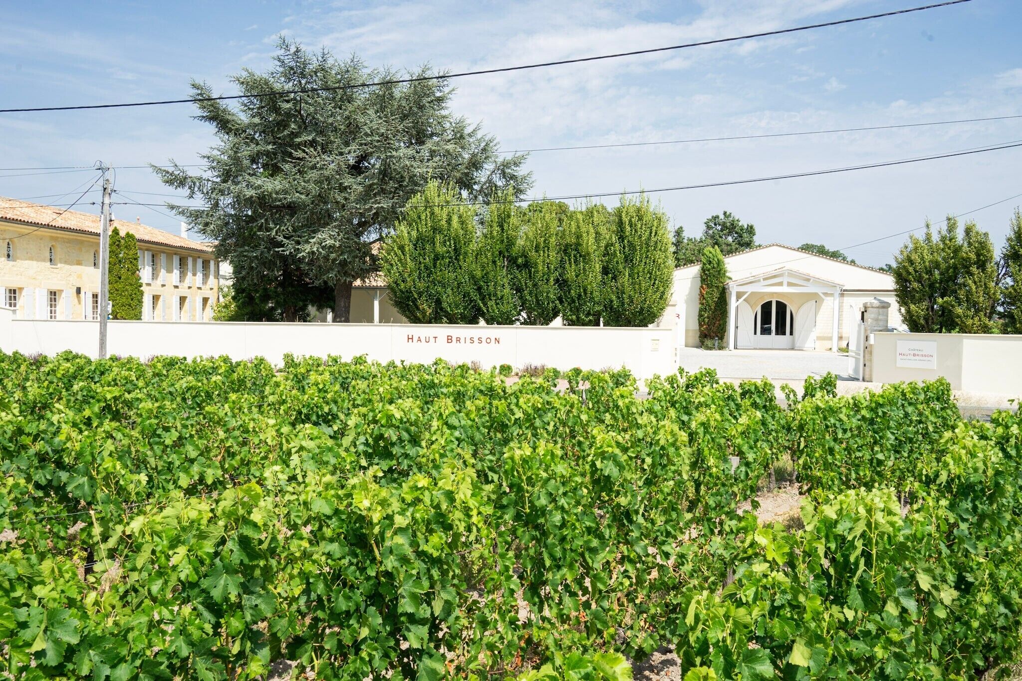 A vineyard with rows of grapevines, a white building labeled "HAUT BRISSON," and a large tree in the background.