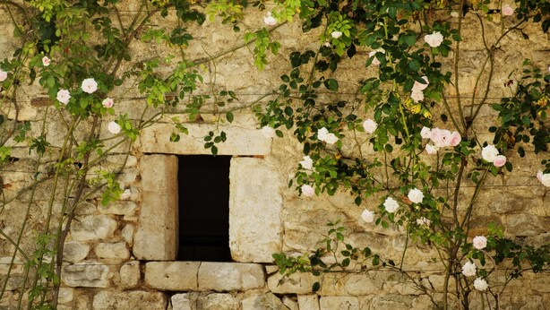 Un mur de pierre avec une petite fenêtre et des rosiers grimpants.