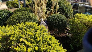 A rooftop garden with various shrubs and a decorative metal lantern. - Ostseeperle Modernly furnished with swimming pool  (Dahme)