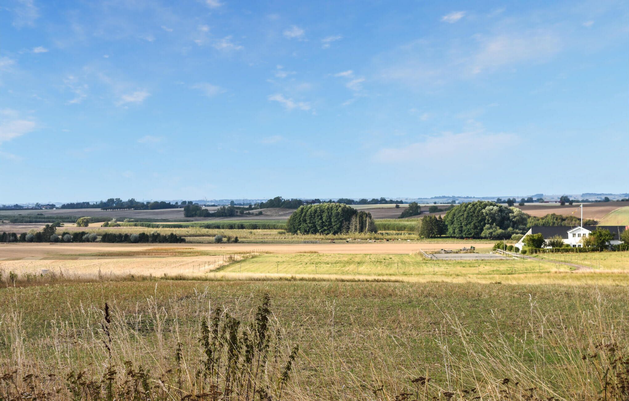 A rural landscape with fields, a large tree, and a white building.