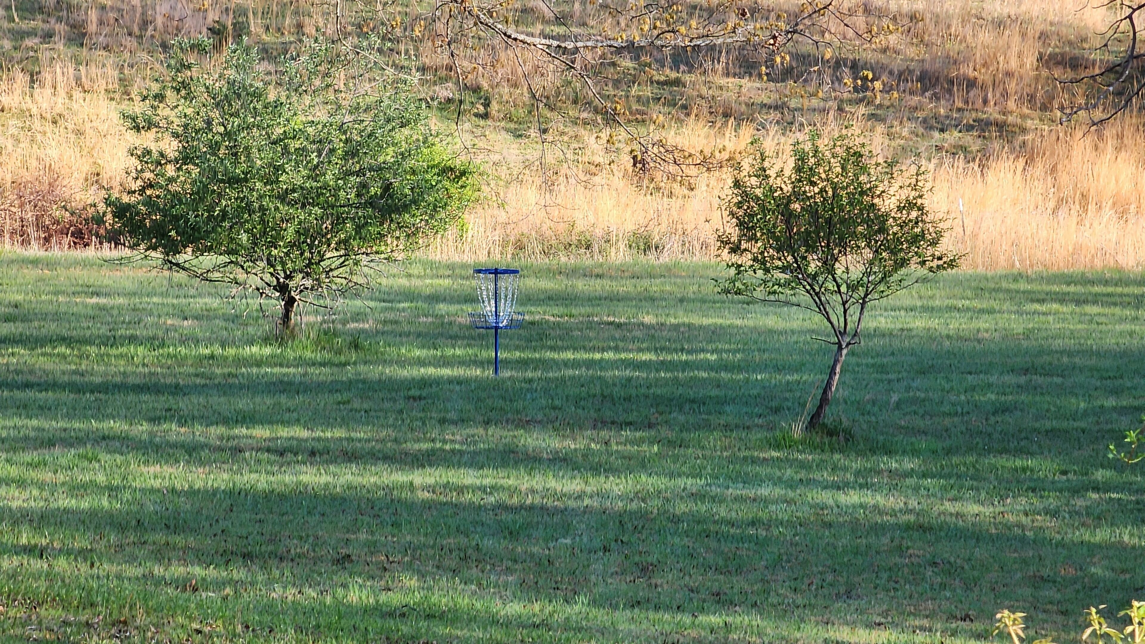 Un campo cubierto de césped con dos árboles y un cesto para disc golf azul.