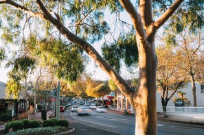 Una strada fiancheggiata da alberi e edifici, con auto che vi transitano.
