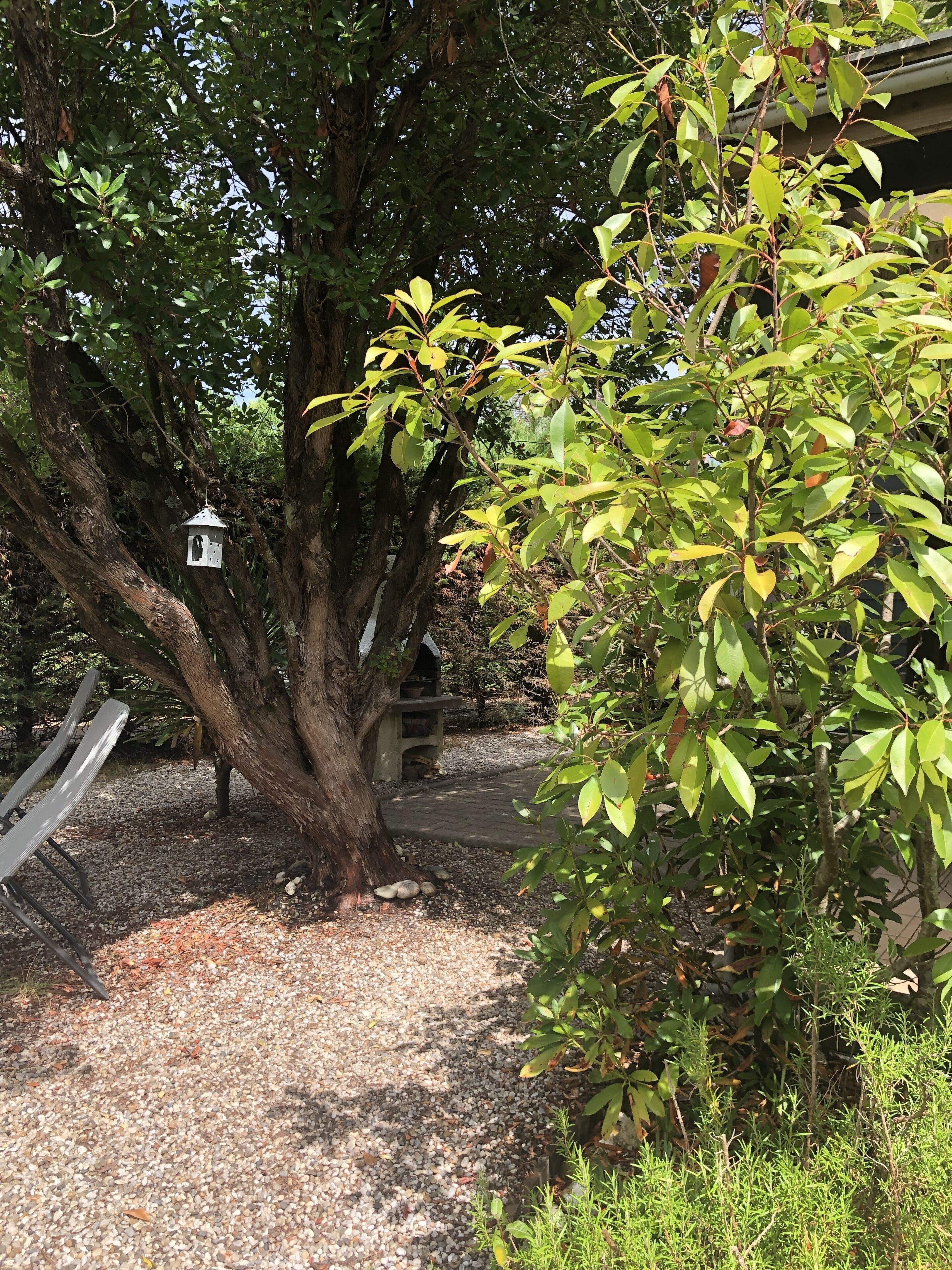 A tree with a birdhouse, a bench, and a gravel path.