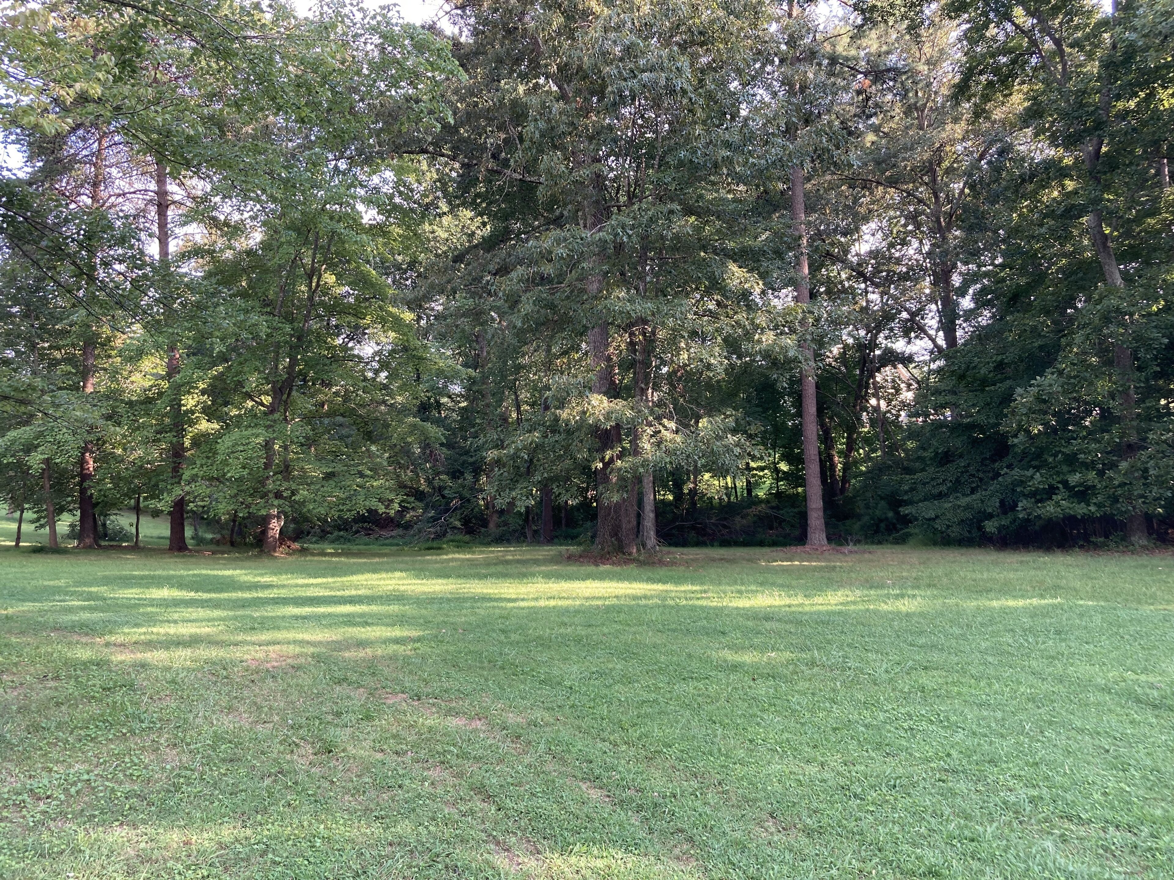 A grassy field with tall trees in the background.