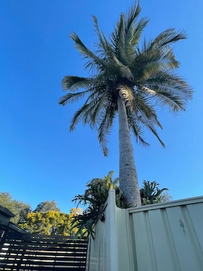 Un'alta palma con un cielo azzurro limpido sullo sfondo.