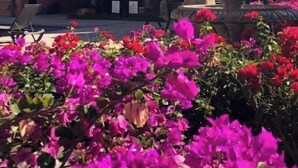 Un bâtiment doté de nombreux balcons, d’une fontaine et agrémenté, au premier plan, de fleurs roses éclatantes.