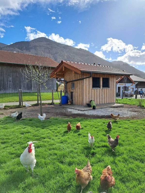 A rural setting with a wooden building, chickens, and a mountain in the background.