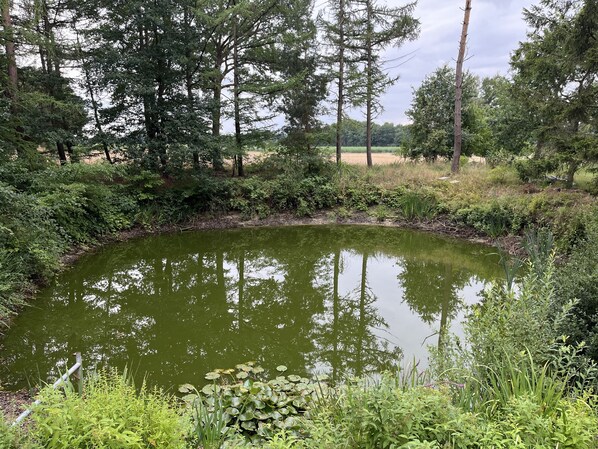 A natural pond surrounded by dense greenery and trees.