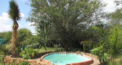 Amazing Tree in Lounge Eco Apartment With Leopards Passing by at Night