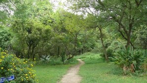 A dirt path in a lush green forest with a sign reading "India Se Pad". - 3 bed Bush-tent Under 3 Trees, for Couple Plus Chaperone Free Lionhyena Sounds (Hoedspruit)