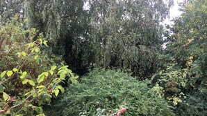 Ein Garten mit verschiedenen Pflanzen und Bäumen, darunter ein Rosenbusch mit rosa Blüten.
